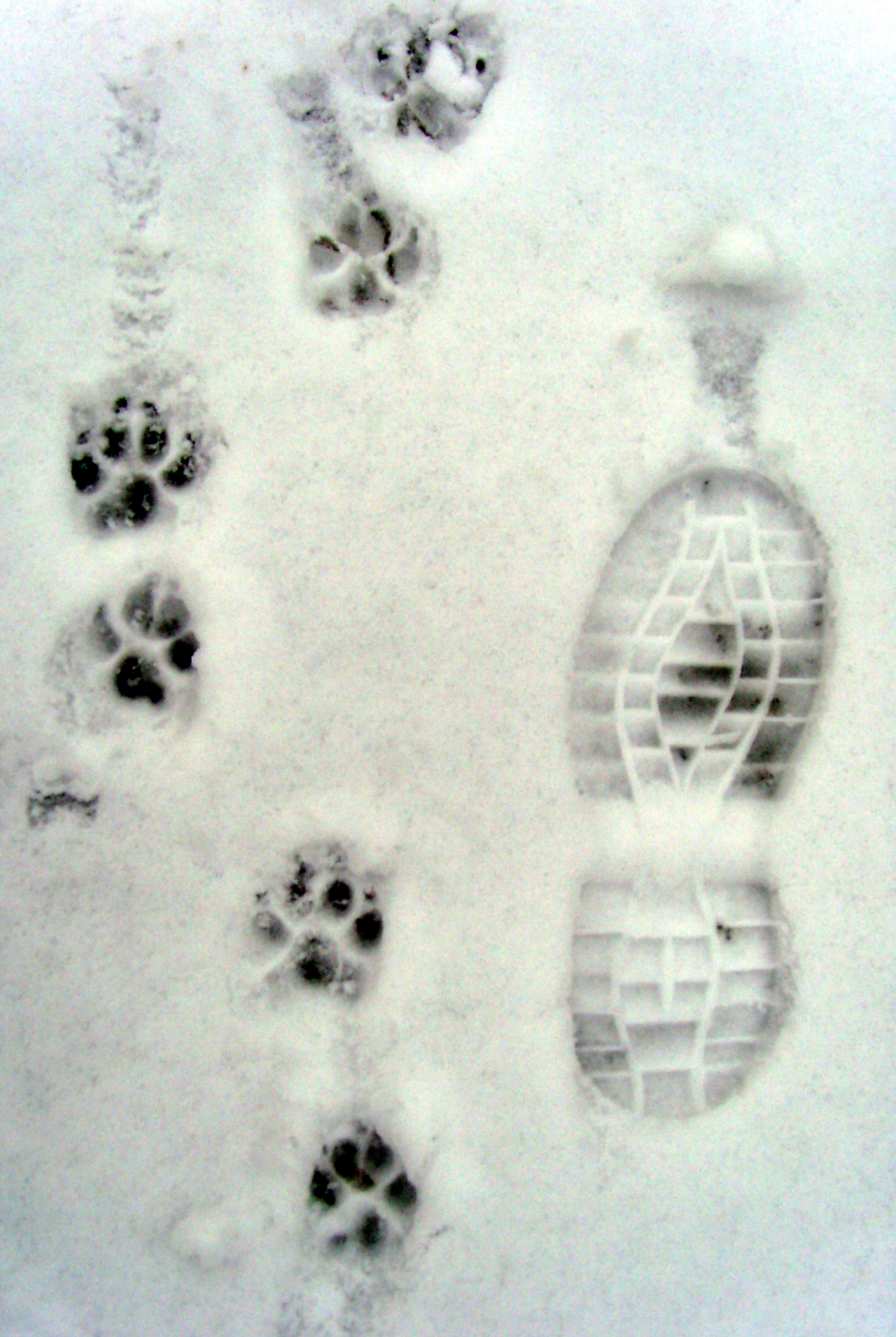 Hundepfoten_im_Schnee.png