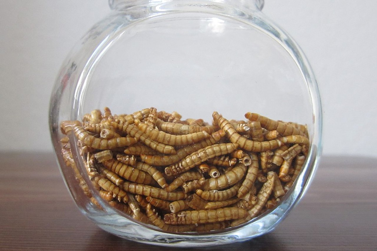 MehlwA1_4rmer_als_Lebensmittel_1_.jpg