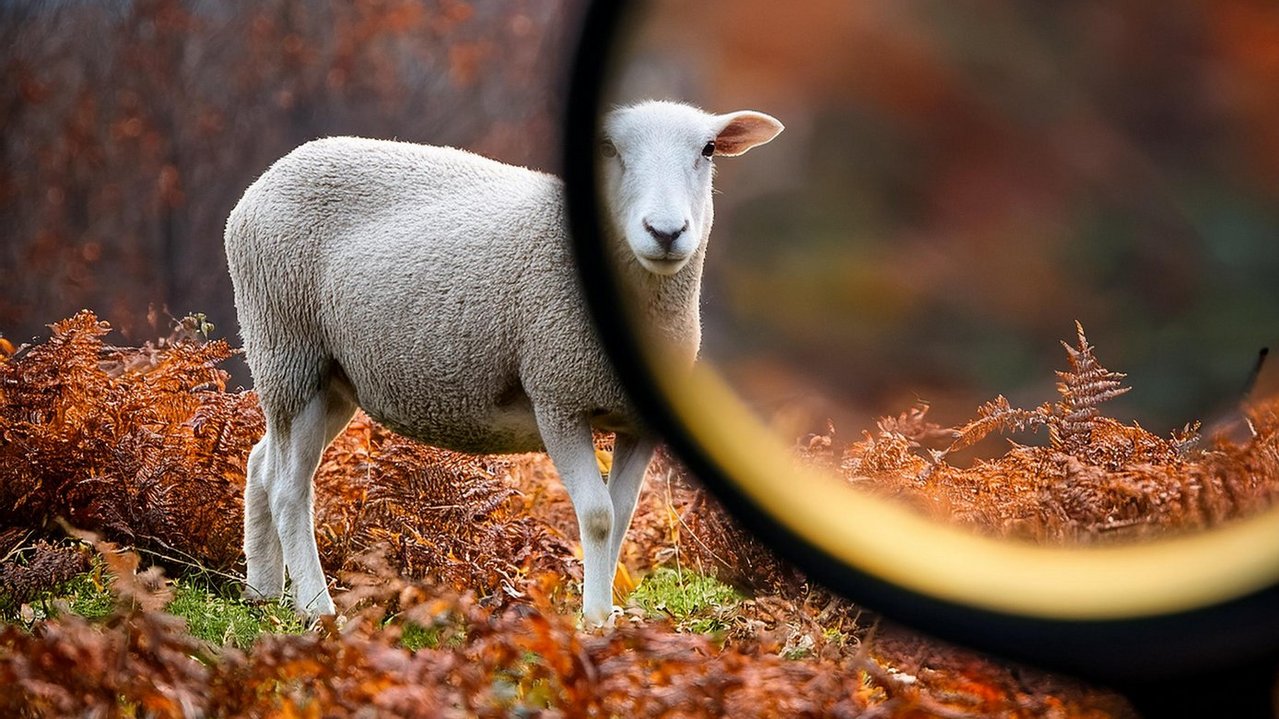 2025__November__Verlorenes_Schaf_mit_Lupe__Quelle_Adobe-Stock__KI-generiert__Firefly_6cc57a4b-21ba-4656-a84a-578eae3f3d11.jpeg