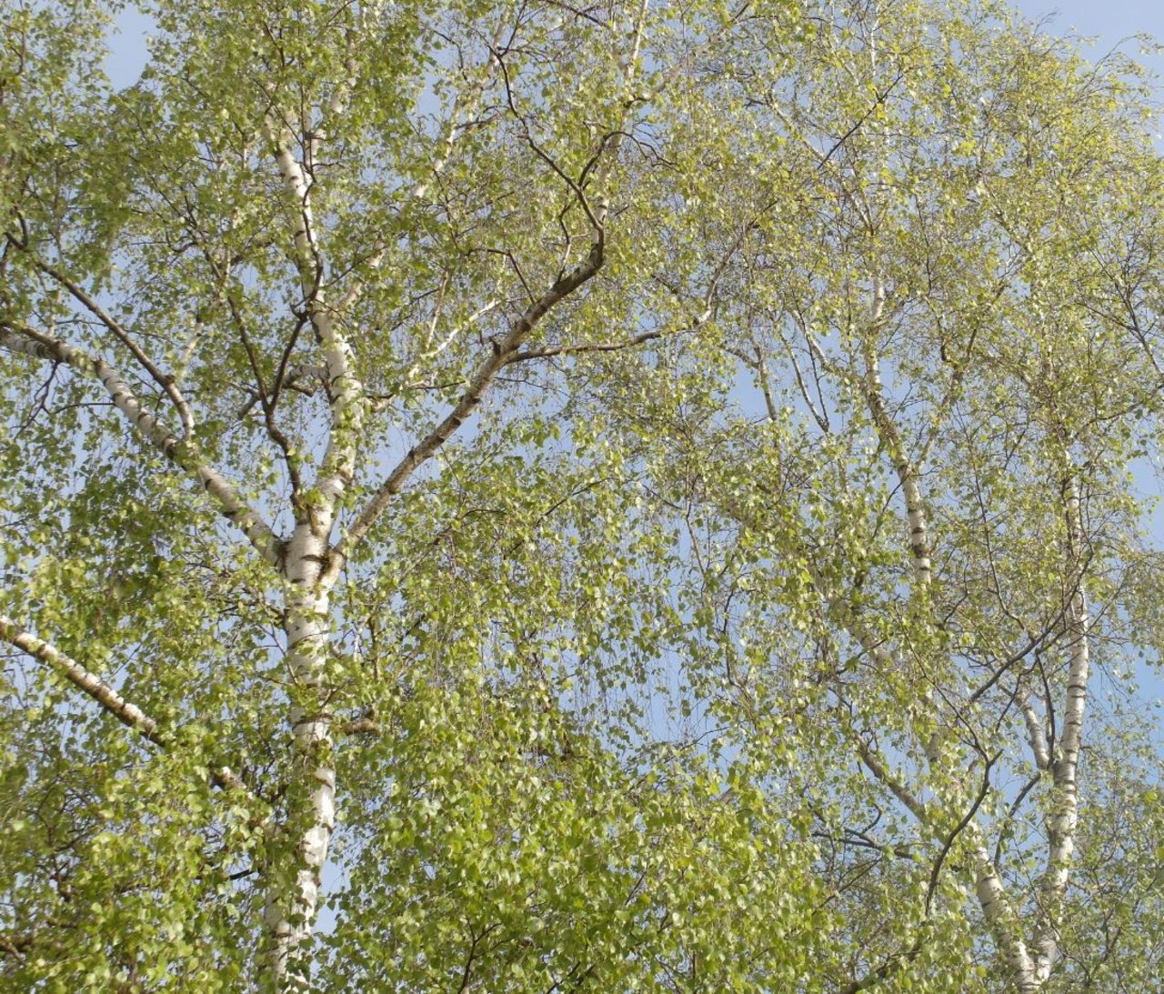 GruenderBirken.JPG