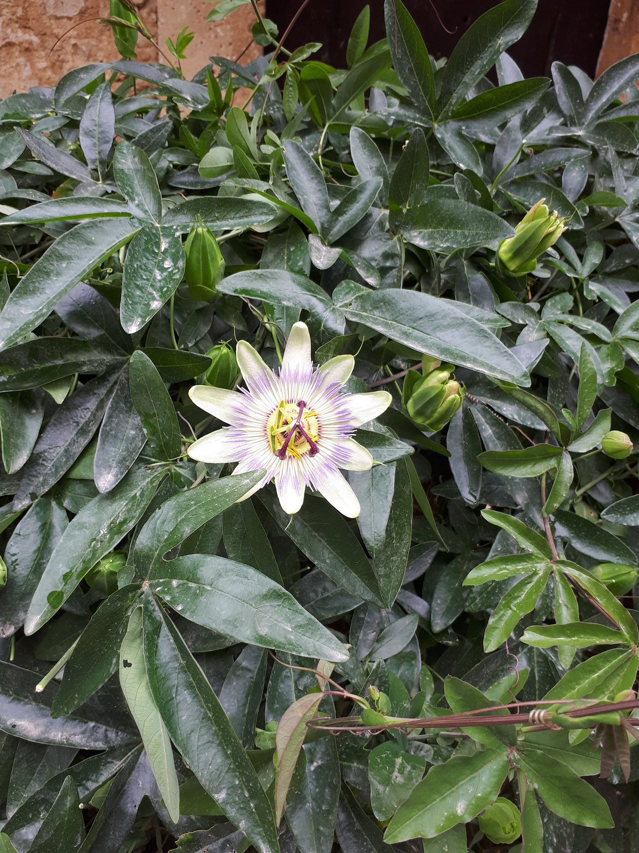 2020__DEF__RB__Blume___Inge_Gehlert.jpg