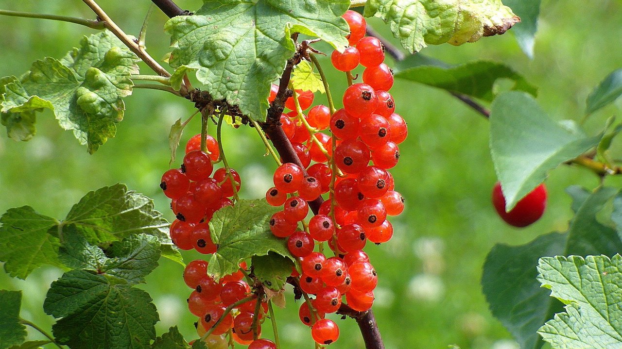 Johannisbeerstrauch__Quelle_Pixabay.com.jpg
