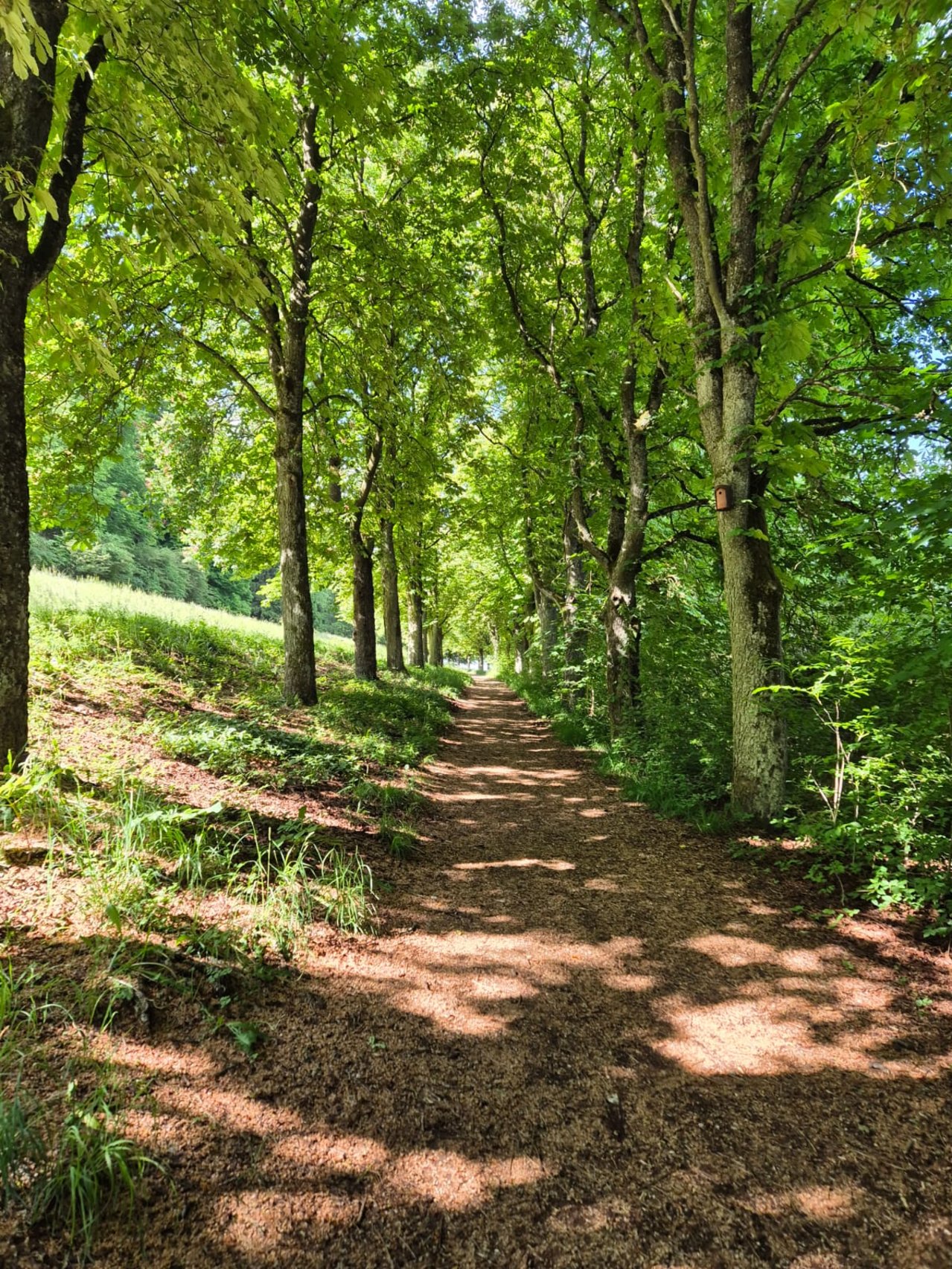 Pilgerweg_Wald.jpg