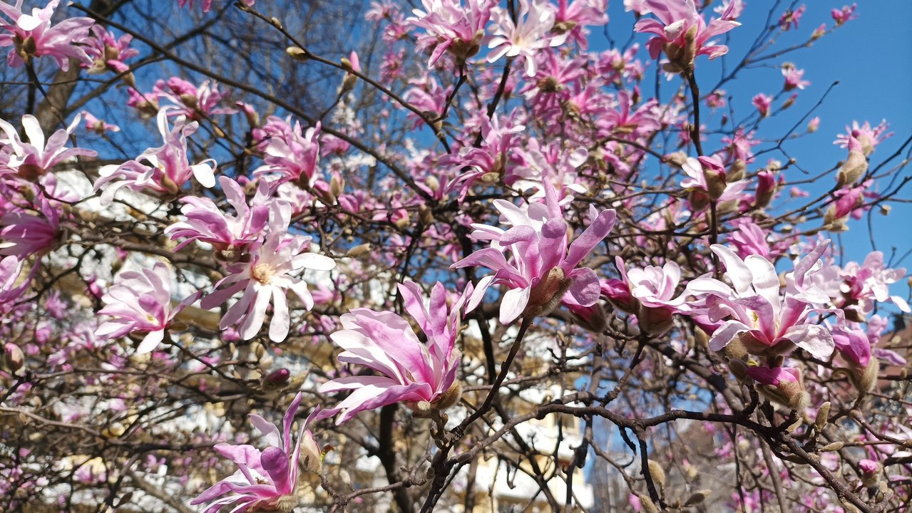 MagnolienKufsteinerPlatz_c_B.Marquis.jpg