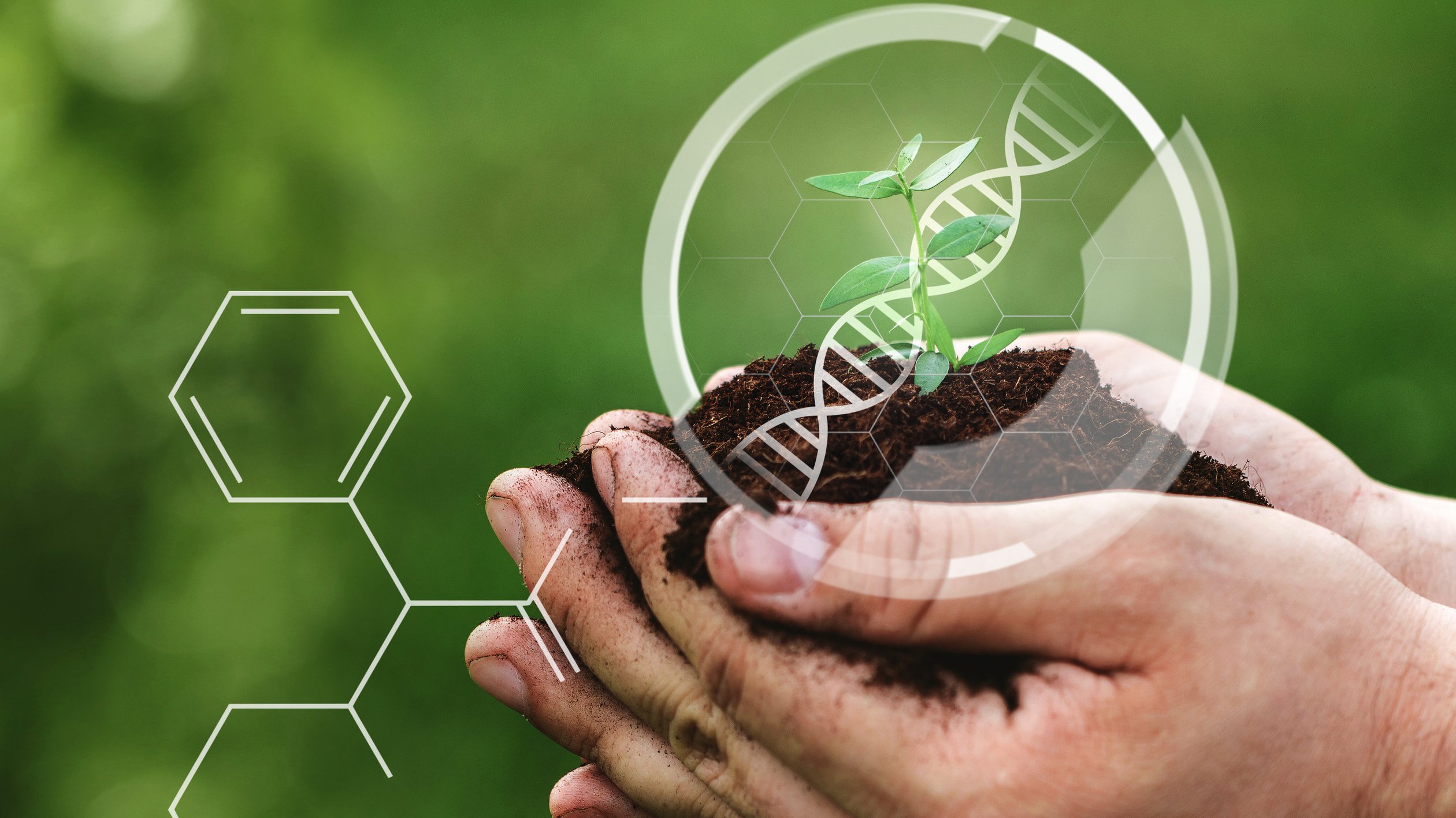 Hands carefully holding little sprout. Concept of GMO in genetic