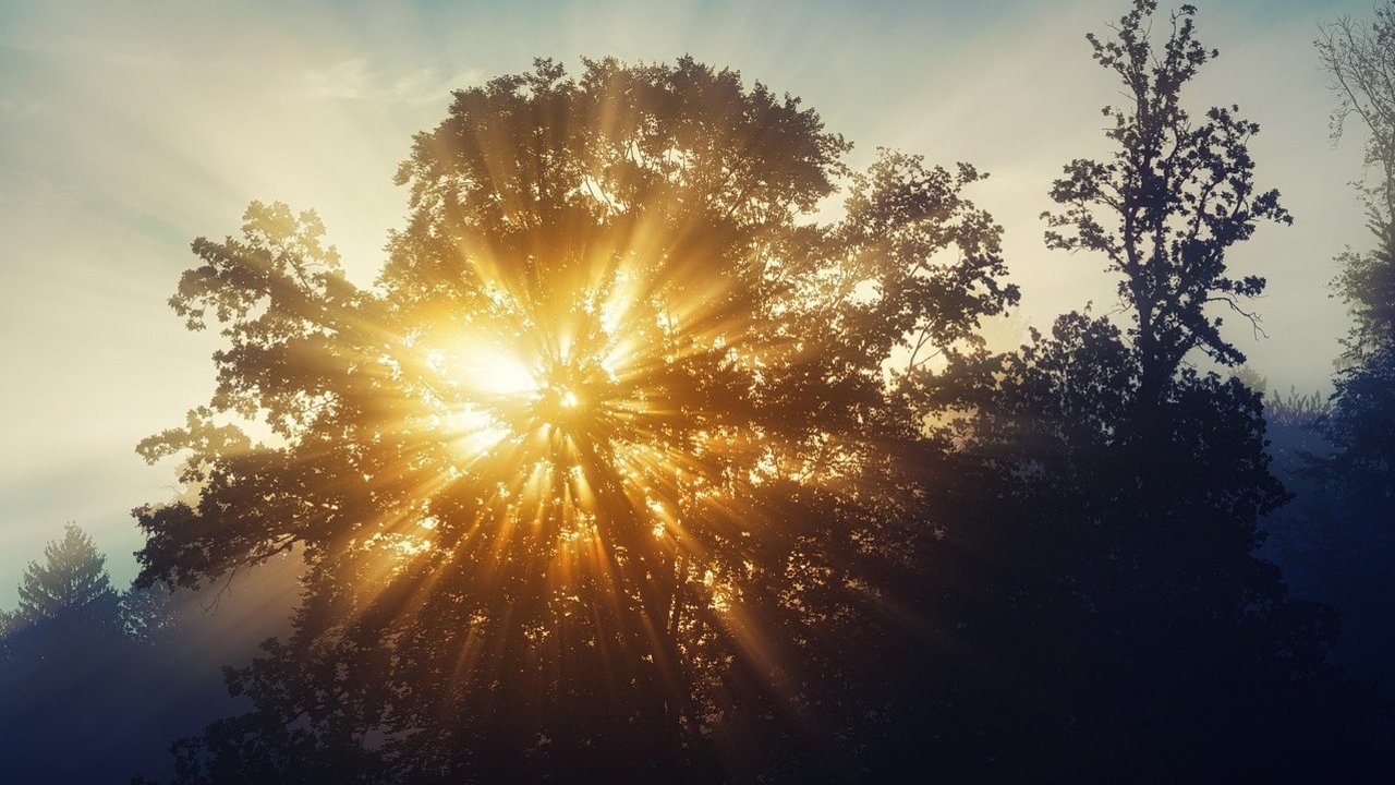 Sonnenstrahlen_durch_einen_Baum__Quelle_Pixabay.com.jpg