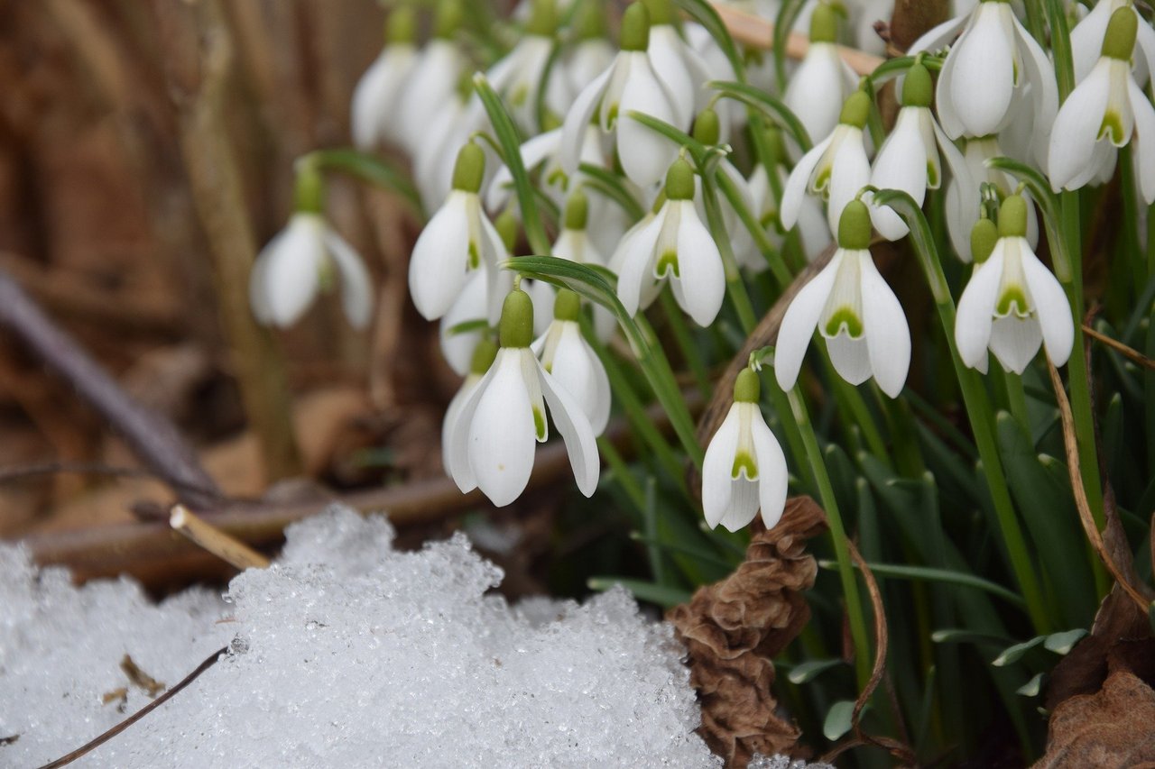 Schneegloeckchen__Quelle_pixabay.com.jpg