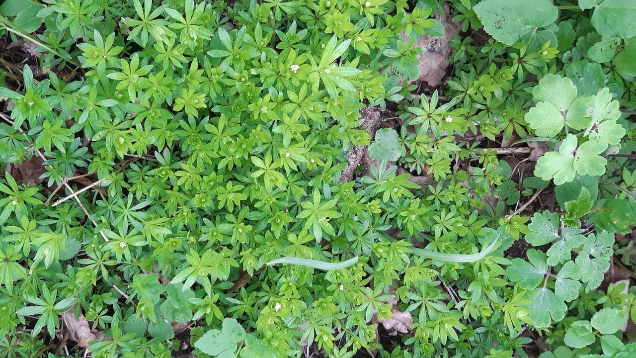 Waldmeister__Quelle_Hannelore_Taeufer.jpg