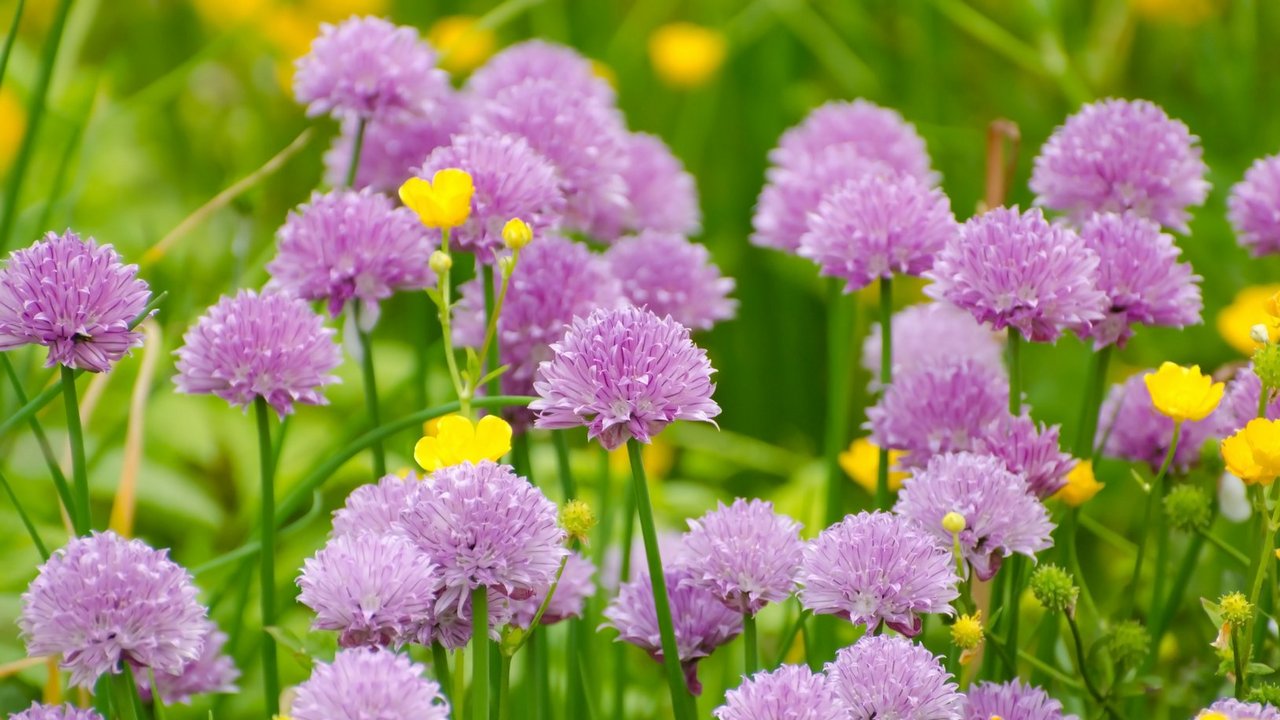 Schnittlauch__blühend__Quelle_pixabay.com.jpg