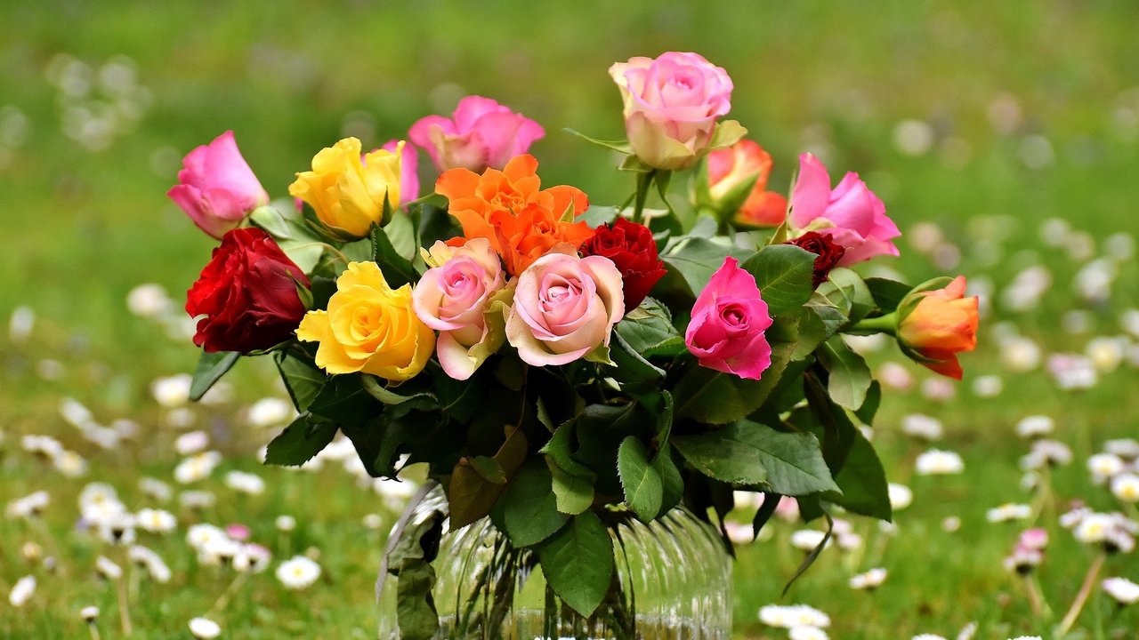 roses-2230465_1920.jpg