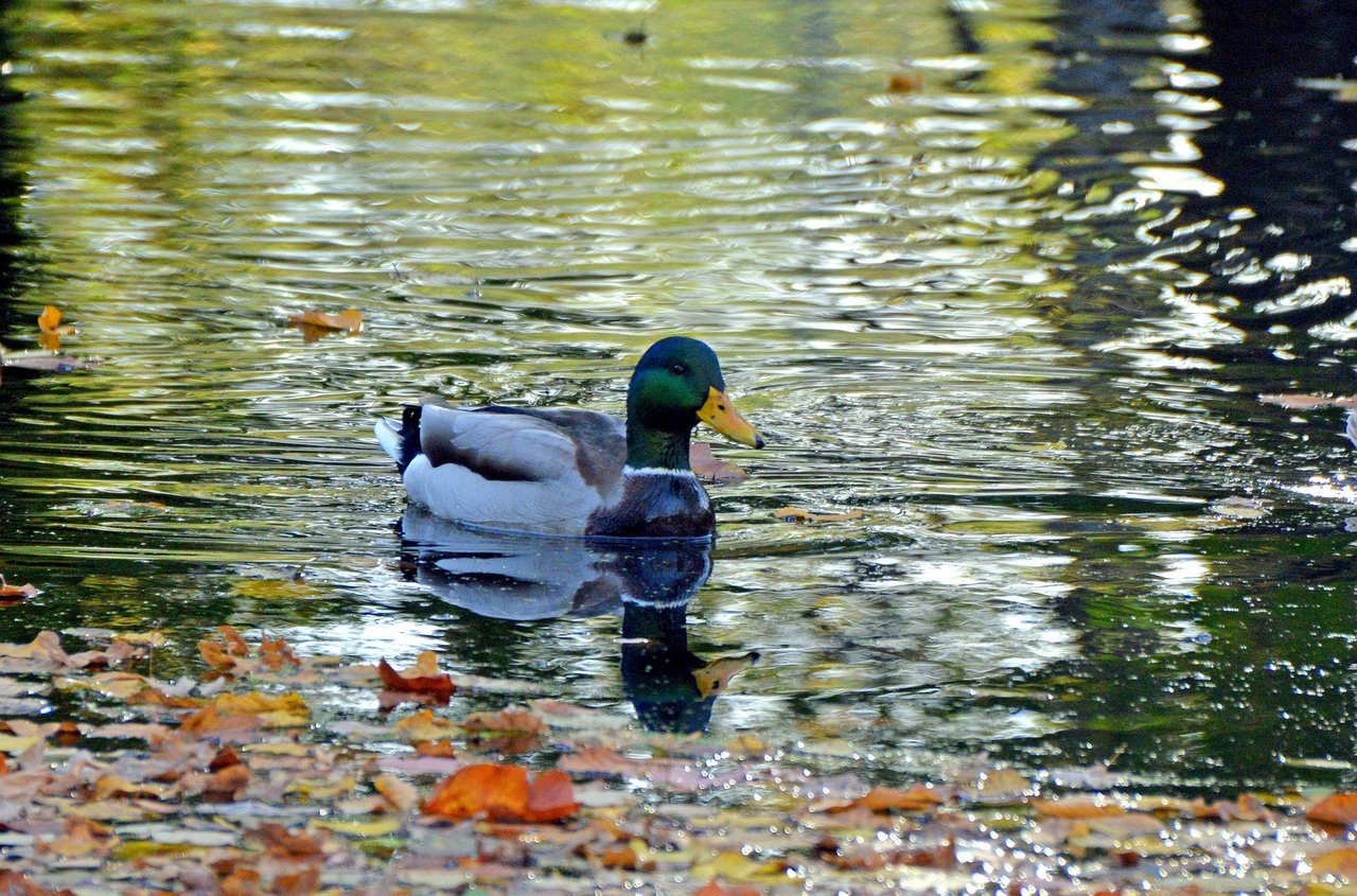 Herbst__Stockente__Quelle_pixabay.com.jpg